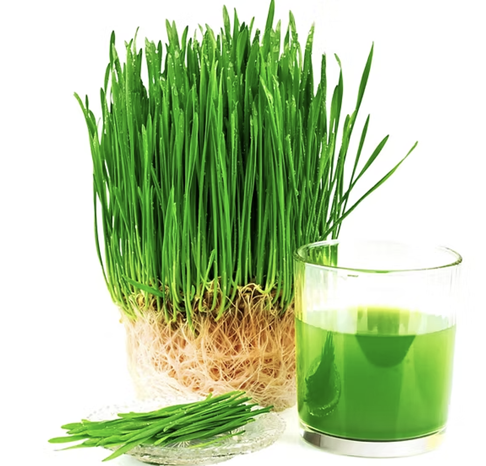 Wheatgrass Shots (6)